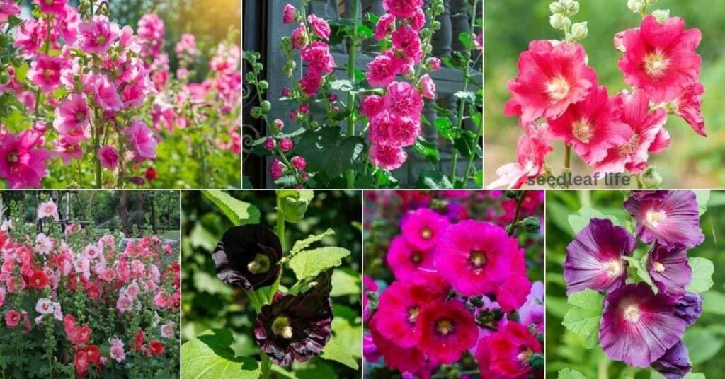 Hollyhock Seed from Plant: Varieties & Colors