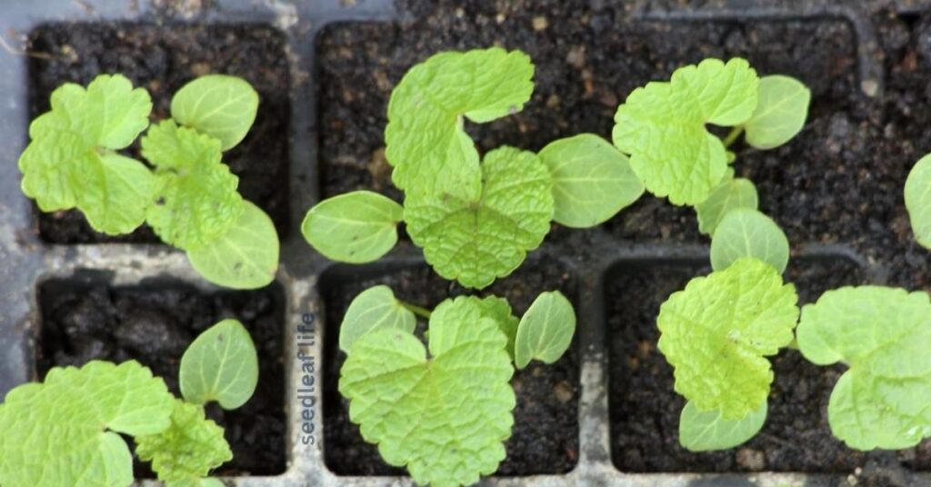 Prepare Soil and Sow Hollyhock Seed from Plant