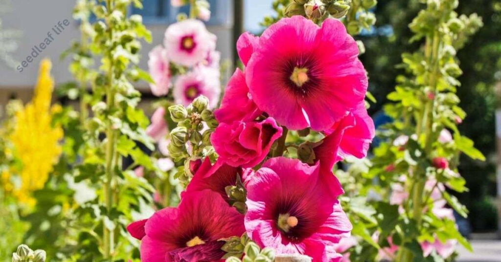 Care Tips for Hollyhock Seed from Plant