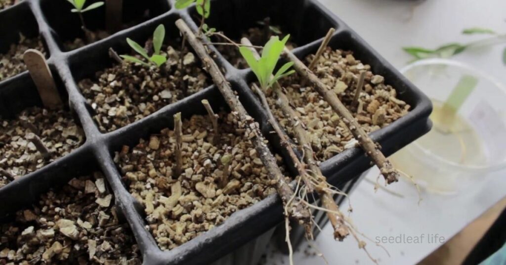 growing goji berries cutting