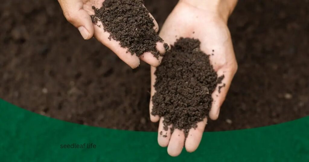 best soil for growing goji berries at home