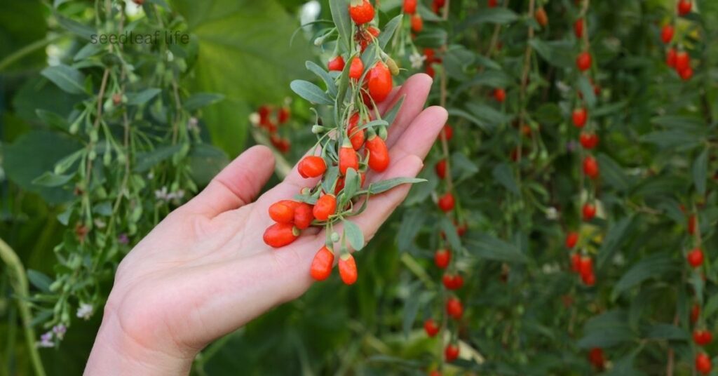 Caring for Goji Berries Plants