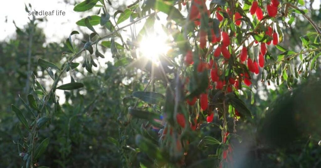 growing goji berries in small gardens