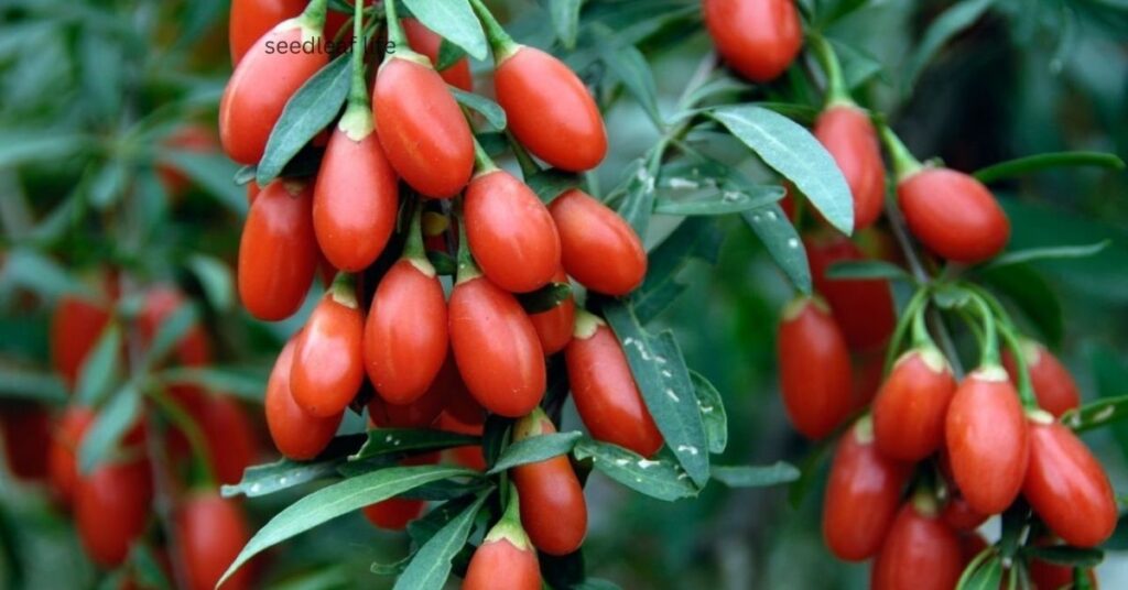 best goji berries for growing at home