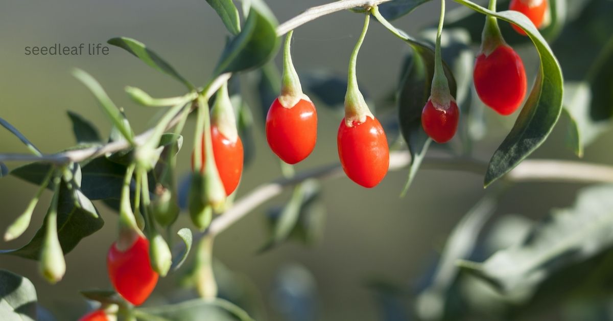 7 Easy Steps for Growing Goji Berries at Home