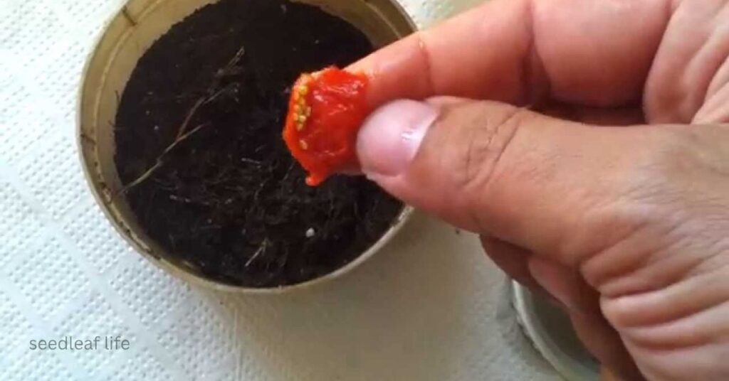 growing goji berries
