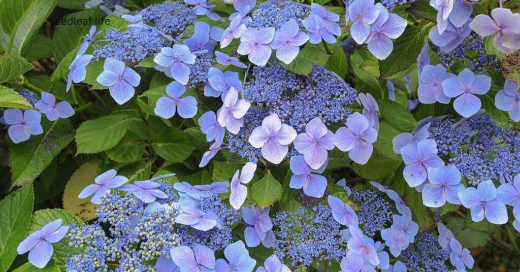 Growing Lace Cap Hydrangeas