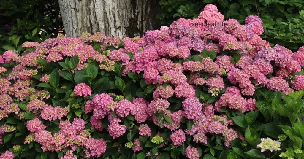 Lace Cap Hydrangea