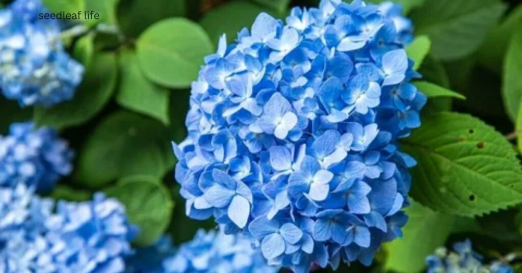 Blue Wave Hydrangea