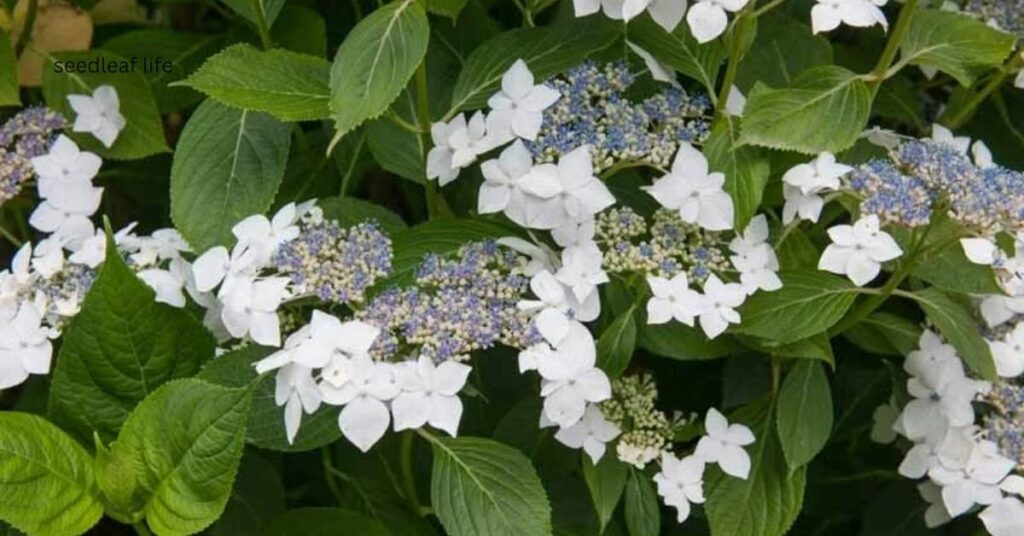 Lanarth White Hydrangea