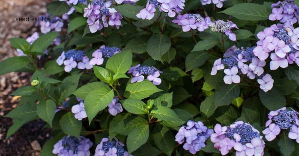 Twist-n-Shout Hydrangea