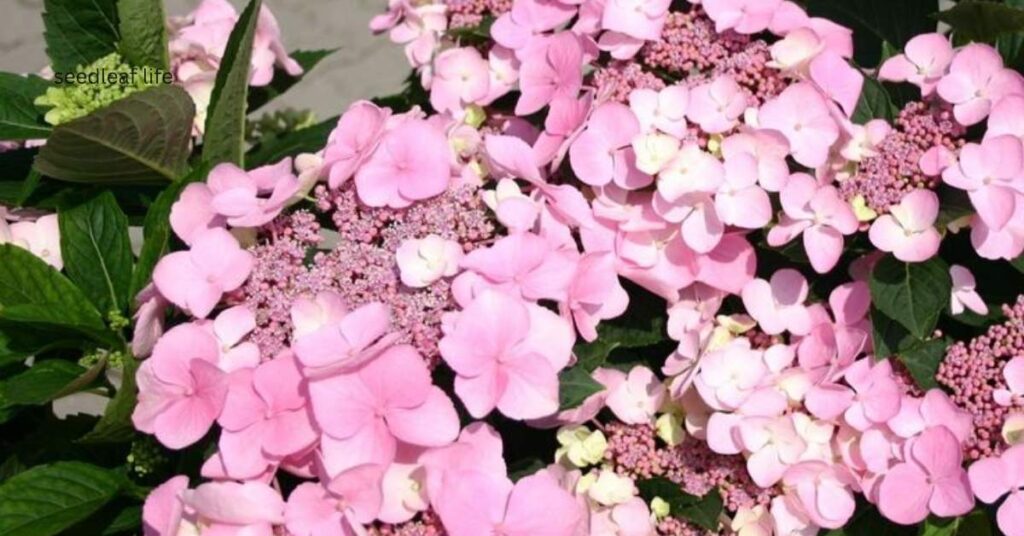 Mariesii Perfecta Hydrangea
