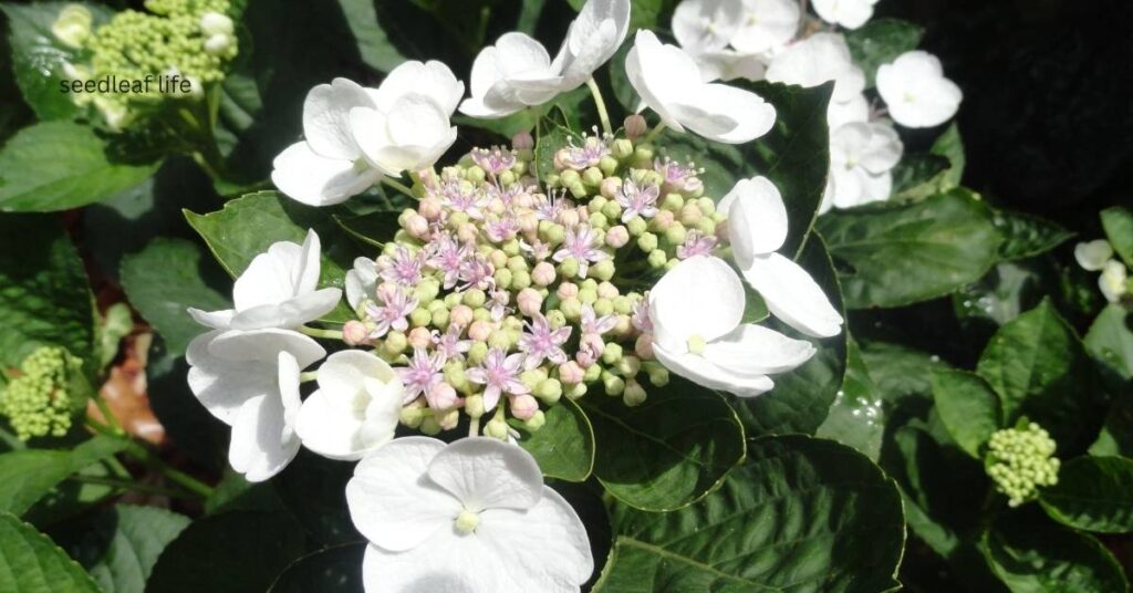White Lace Cap Hydrangea