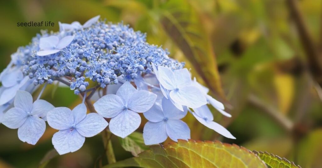 Lace Cap Hydrangea