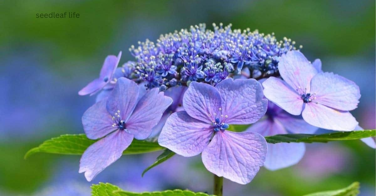 7 Easy Tips to Grow Lace Cap Hydrangea – Care & Varieties