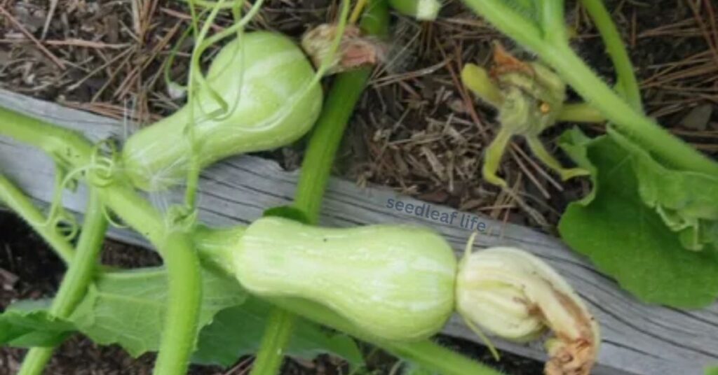 How to Grow Butternut Squash from Seeds