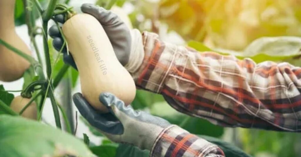 Care Tips for Healthy Growth