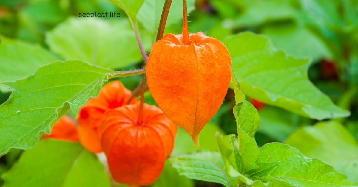 Discover the Chinese Lantern Tree: Growing Tips and Benefits