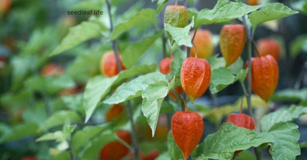 Chinese Lantern Tree history and origin