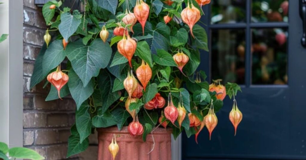 Chinese Lantern Tree growing season