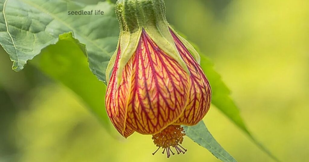 Chinese Lantern Tree growing season