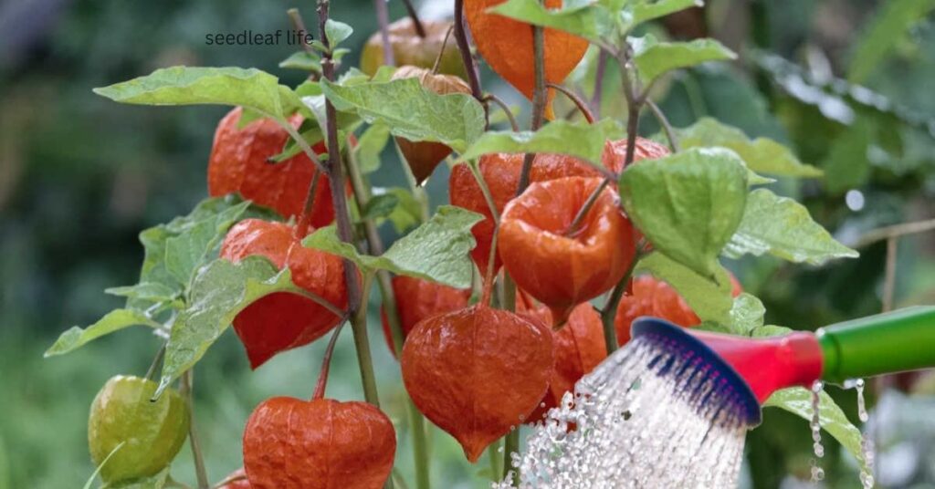 Chinese Lantern Tree growing season