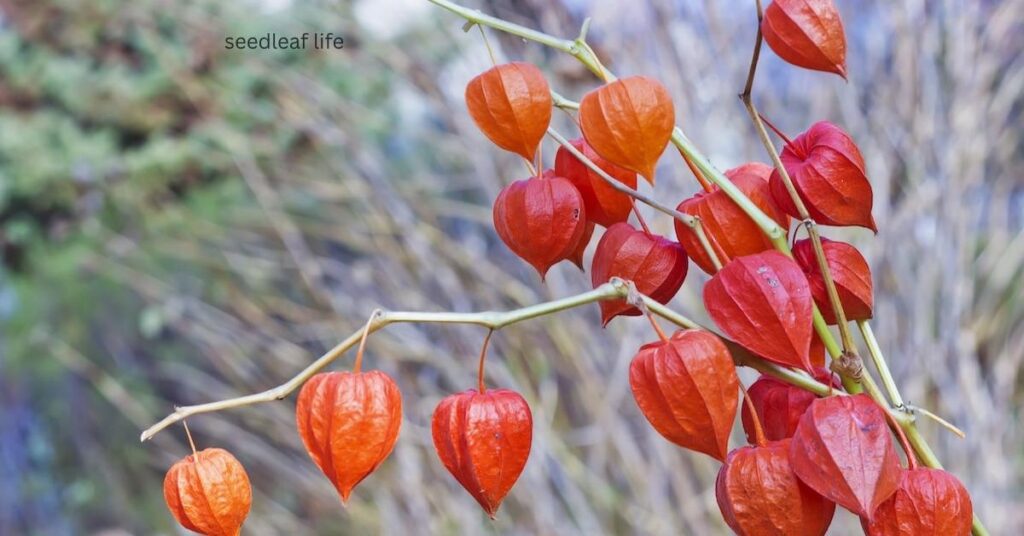 Benefits of the Chinese Lantern Tree
