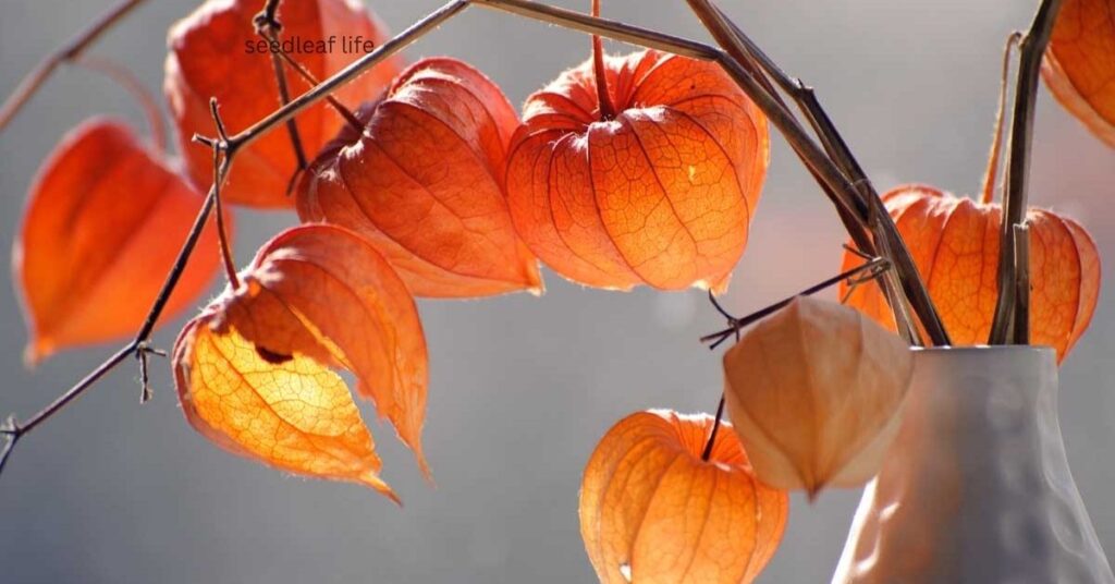 Chinese Lantern Tree indoor vs outdoor care