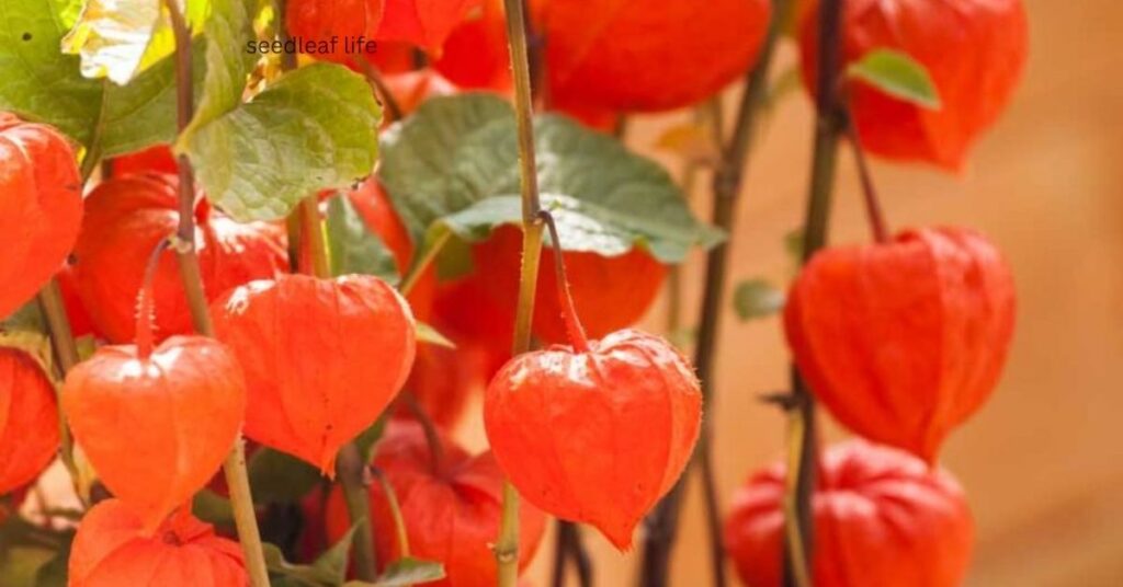 Chinese Lantern Tree indoor vs outdoor care