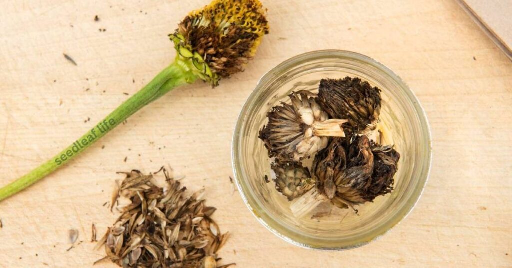 Zinnia Seeds
