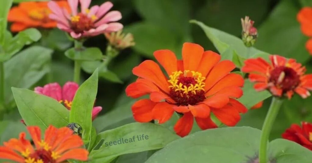 Zinnia Plant Care & Growth