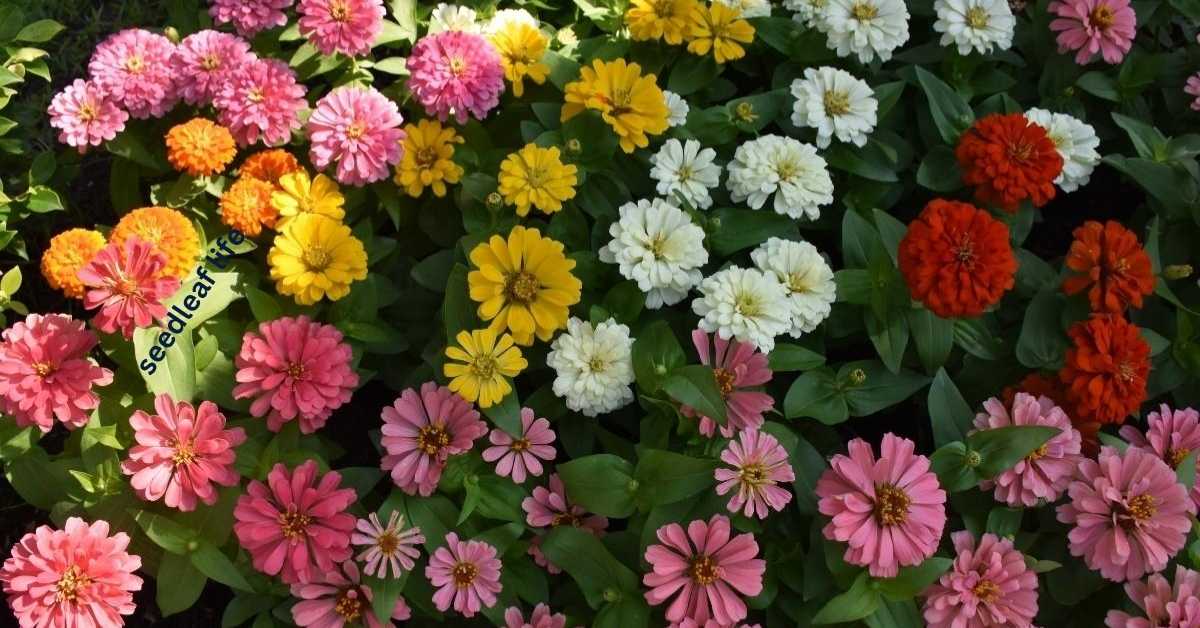 How to Plant Zinnia Seeds for Gorgeous Flowers