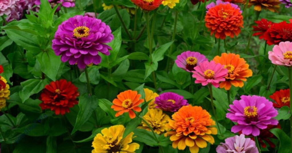 When to Plant Zinnia Seeds