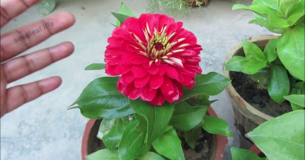 How to Plant Zinnia Seeds Indoors