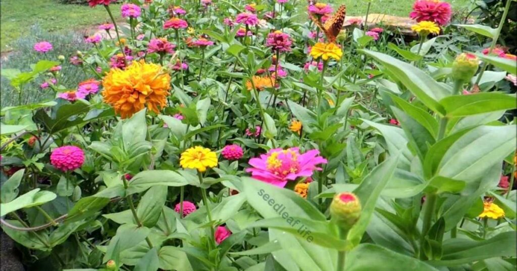 How to Plant Zinnia Seeds Outdoors