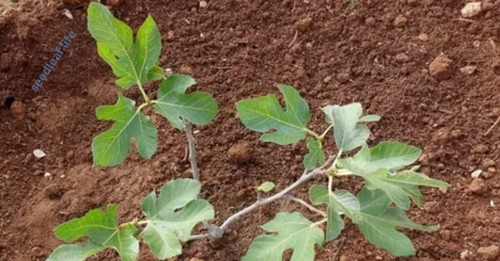 Position your fig tree upright in the center of the hole