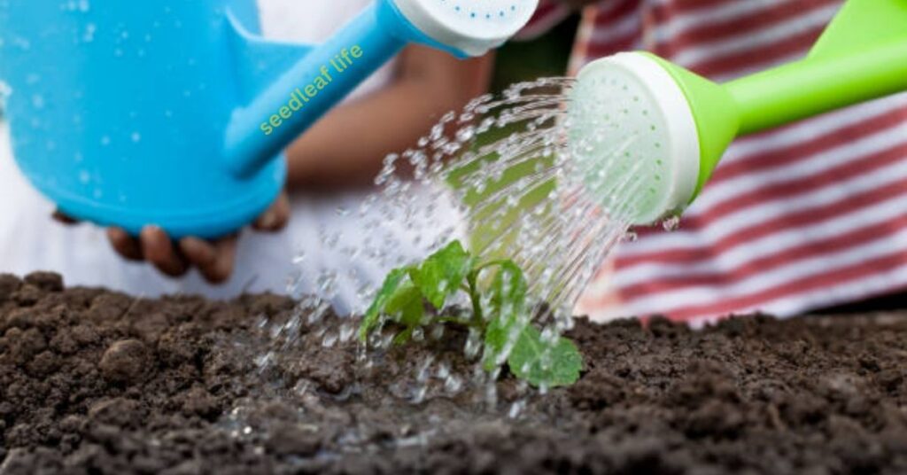 Water Deeply and Mulch Around the Base
