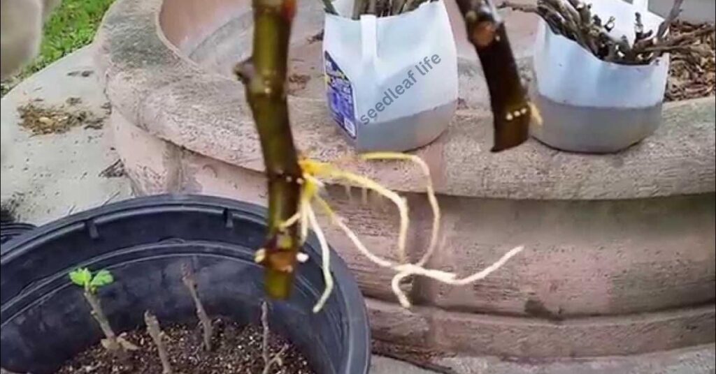 Propagation of fig tree using a branch cutting in soil to develop roots