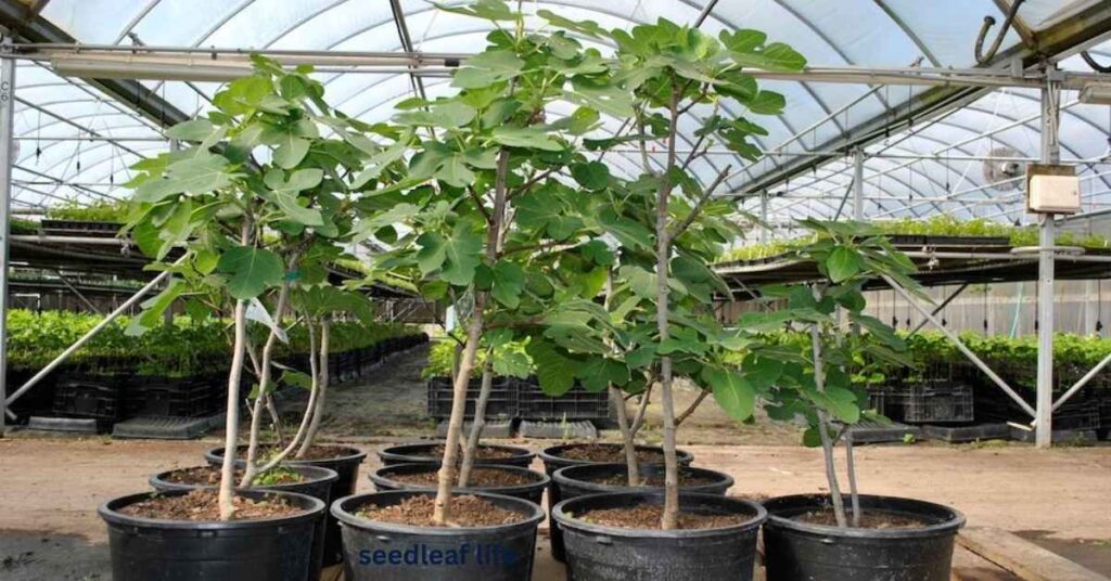 Planting a fig tree in a large container with well-draining soil for home gardening