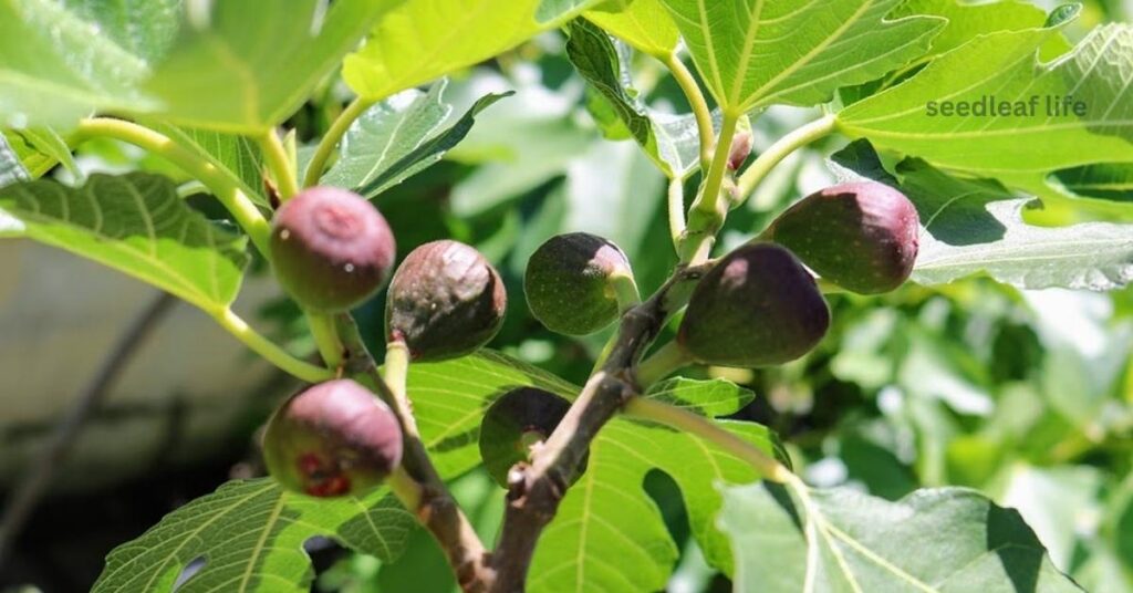 Fig Tree Produce Fruit