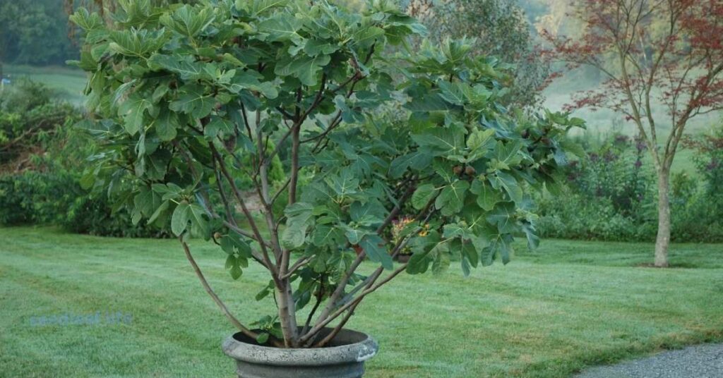 Grow a Fig Tree at Home