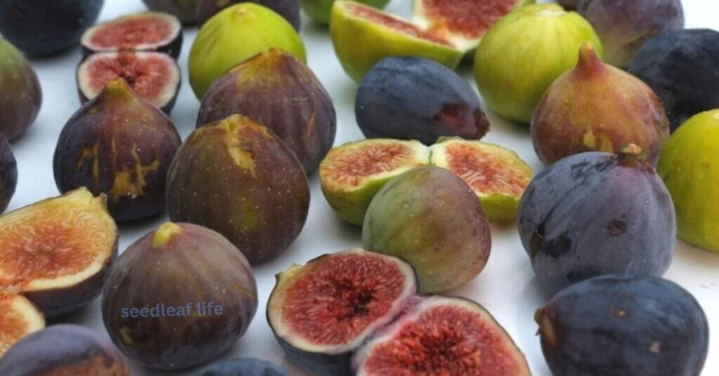 Choosing the Right Fig Variety