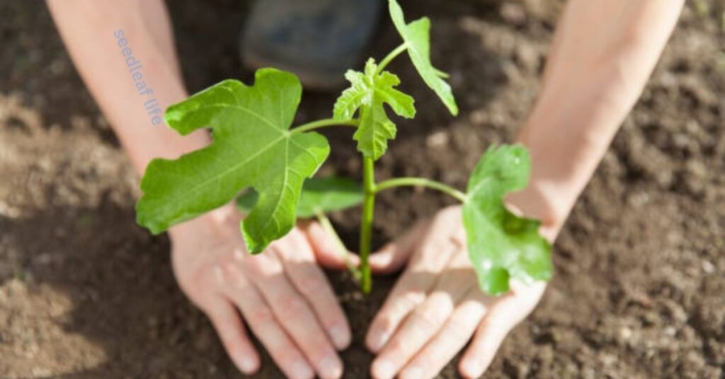 How to Plant a Fig Tree