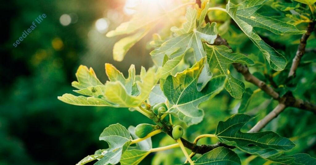 A sunny spot where your fig tree can soak up at least 6–8 hours of direct sunlight each day