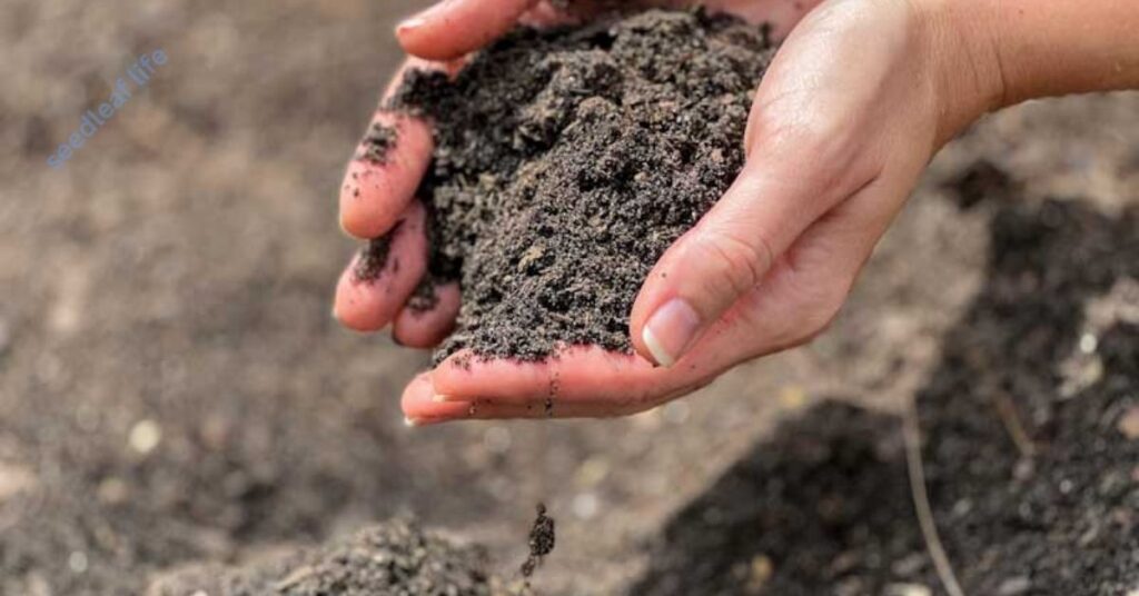 Preparing slightly acidic soil (pH 6.0–6.5) for fig tree planting in garden