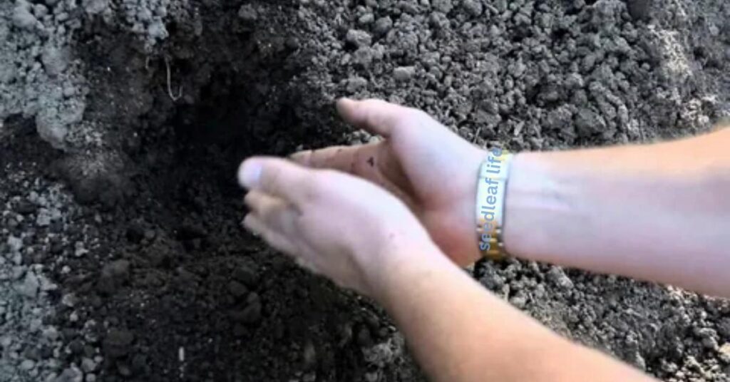 Digging a hole twice the width of the root ball for healthy fig tree planting