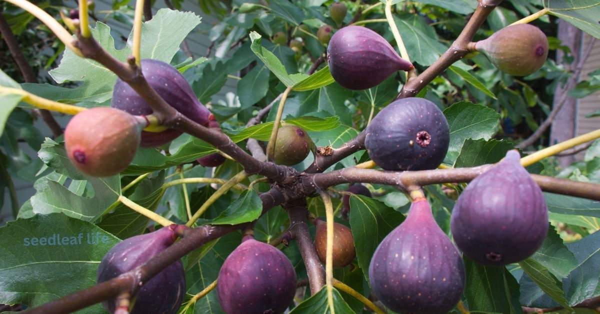 How to Plant a Fig Tree? 9 Simple Steps to Grow Delicious Figs at Home