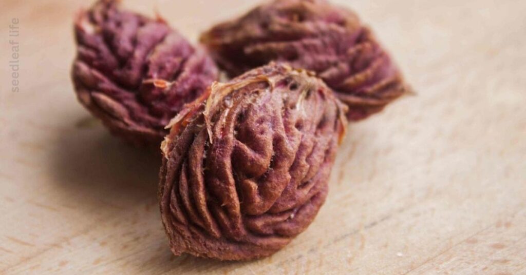 Collect and Clean Peach Seeds