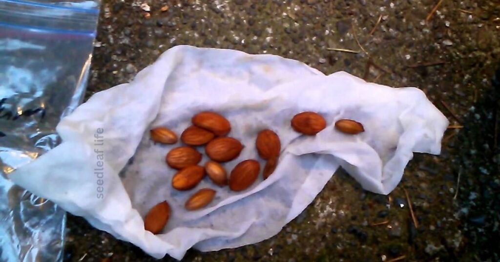 Cold Stratify the Seeds