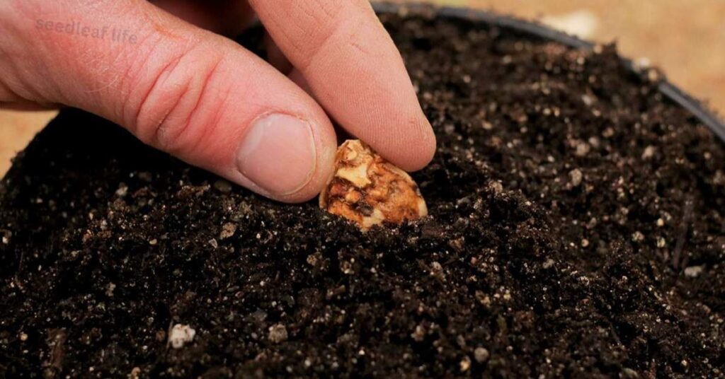 Germinate Peach Seeds in Soil